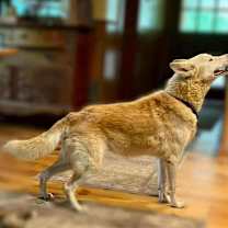 Thumbnail photo of Nilla #4