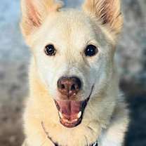 Thumbnail photo of Nilla #1