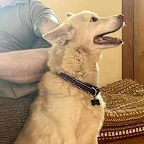 Thumbnail photo of Nilla #2