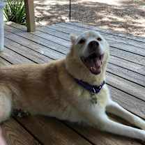 Thumbnail photo of Nilla #3