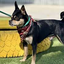 Thumbnail photo of Beetle #1