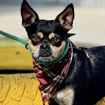 Thumbnail photo of Beetle #2