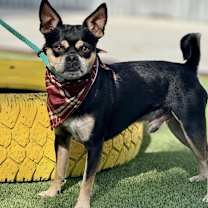 Thumbnail photo of Beetle #4