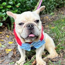 Thumbnail photo of ISABELLA #1