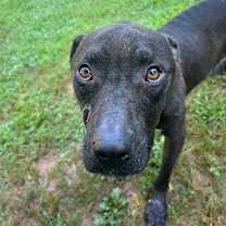 Thumbnail photo of Dipper #2