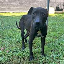 Thumbnail photo of Dipper #3