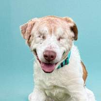 adopt-pet