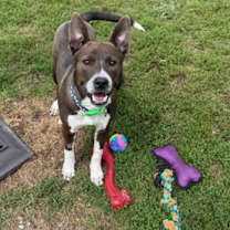 Thumbnail photo of Spree #1