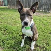 Thumbnail photo of Spree #2