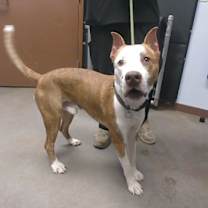 adopt-pet
