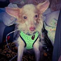 adopt-pet