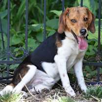 Thumbnail photo of Markus- Adoption Pending #2