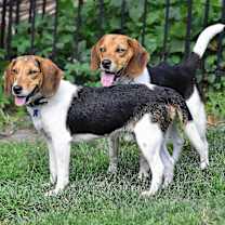 Thumbnail photo of Markus- Adoption Pending #3