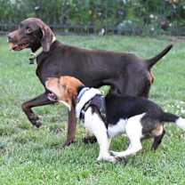 Thumbnail photo of Markus- Adoption Pending #4