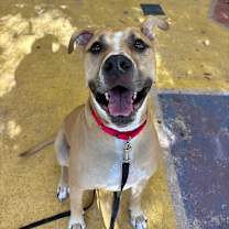 Thumbnail photo of Kovu #3