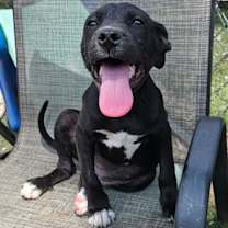 Thumbnail photo of Josie #1