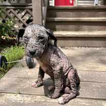 Thumbnail photo of Josie #2