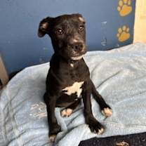 Thumbnail photo of Josie #3