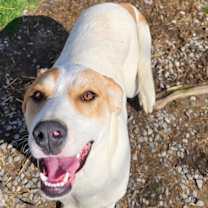 Thumbnail photo of Lyra #1