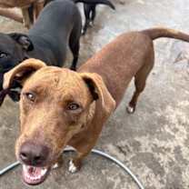 Thumbnail photo of Caine #1