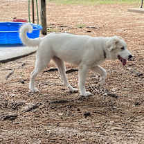 Thumbnail photo of Spook #1