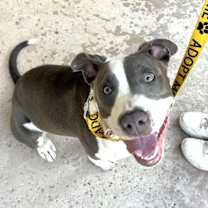 adopt a pet