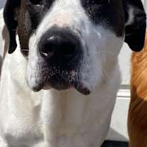 Thumbnail photo of Malu #4