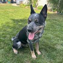 Thumbnail photo of Boomer #4