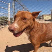 adopt-pet