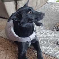 adopt-pet