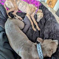 Thumbnail photo of Brandy #3