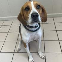 Thumbnail photo of Dot #2