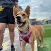 Thumbnail photo of FOXIE FOSTER #1