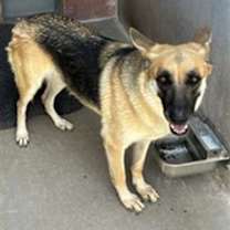 adopt-pet