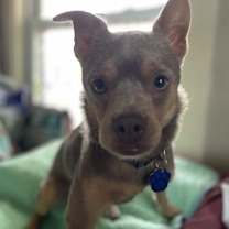 Thumbnail photo of Rocco #2