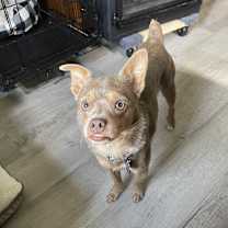 Thumbnail photo of Rocco #4