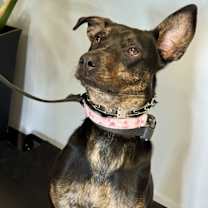 adopt-pet