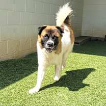 Thumbnail photo of Groot 1644 #4