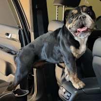 adopt-pet