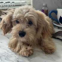 Thumbnail photo of Daisy #2