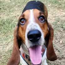 Thumbnail photo of HONEY - ADOPTION PENDING! #2