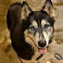 adopt-pet