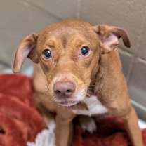 Thumbnail photo of SCOUT #2