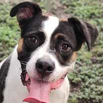 Thumbnail photo of Chelsea #1