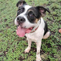 Thumbnail photo of Chelsea #3