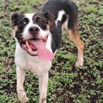 Thumbnail photo of Chelsea #2