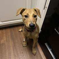 Thumbnail photo of Ruby #2