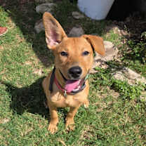 Thumbnail photo of Ruby #1