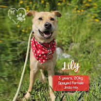 Thumbnail photo of Lily #1