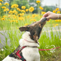 Thumbnail photo of MongMong- Foster Hold! #4